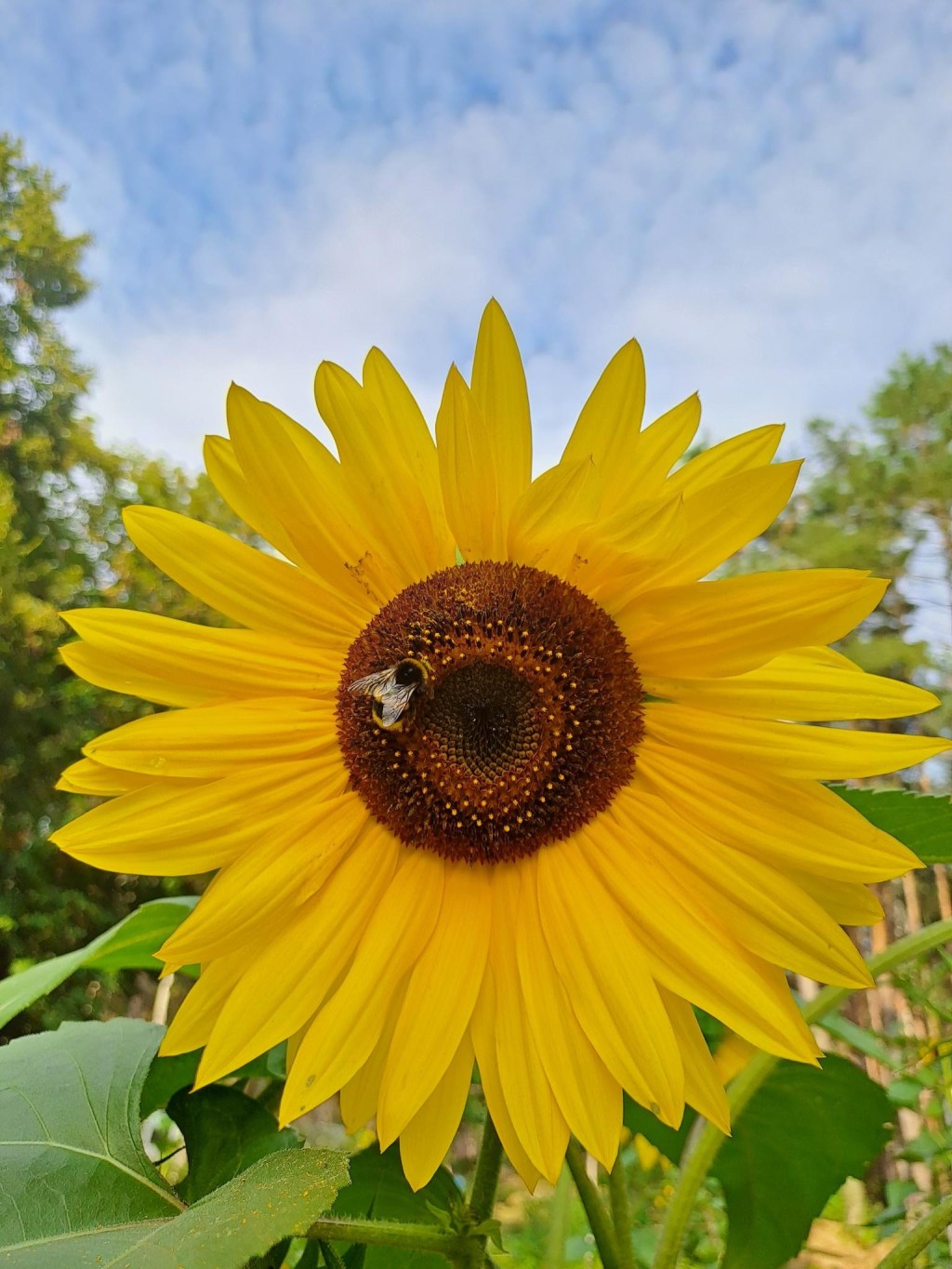 Social & Collective&nbsp;Creation